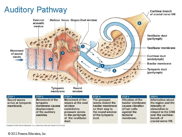 Auditory Pathway © 2012 Pearson Education, Inc. Auditory Pathway © 2012 Pearson Education, Inc.