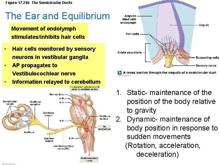 Figure 17 -24 b The Semicircular Ducts The Ear and Equilibrium Movement of endolymph Figure 17 -24 b The Semicircular Ducts The Ear and Equilibrium Movement of endolymph