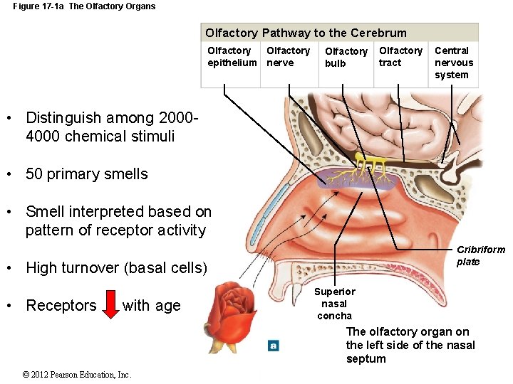 Figure 17 -1 a The Olfactory Organs Olfactory Pathway to the Cerebrum Olfactory epithelium Figure 17 -1 a The Olfactory Organs Olfactory Pathway to the Cerebrum Olfactory epithelium