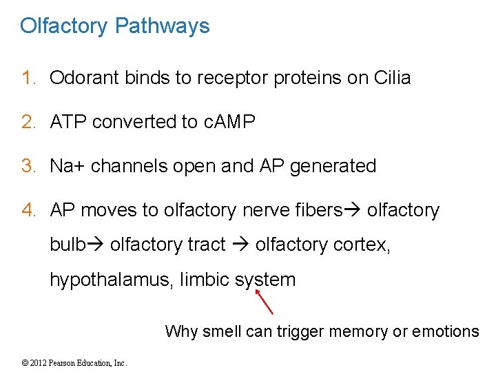 Olfactory Pathways 1. Odorant binds to receptor proteins on Cilia 2. ATP converted to Olfactory Pathways 1. Odorant binds to receptor proteins on Cilia 2. ATP converted to