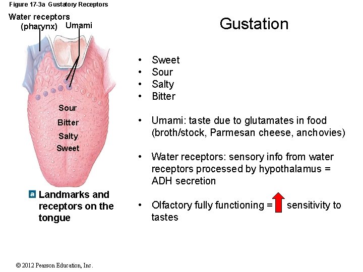 Figure 17 -3 a Gustatory Receptors Water receptors (pharynx) Umami Gustation • • Sweet Figure 17 -3 a Gustatory Receptors Water receptors (pharynx) Umami Gustation • • Sweet
