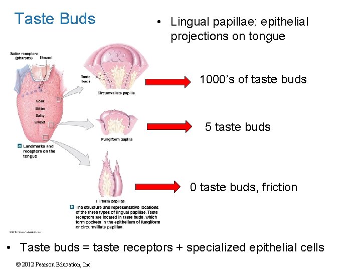 Taste Buds • Lingual papillae: epithelial projections on tongue 1000’s of taste buds 5 Taste Buds • Lingual papillae: epithelial projections on tongue 1000’s of taste buds 5