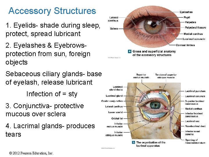 Accessory Structures 1. Eyelids- shade during sleep, protect, spread lubricant 2. Eyelashes & Eyebrowsprotection Accessory Structures 1. Eyelids- shade during sleep, protect, spread lubricant 2. Eyelashes & Eyebrowsprotection