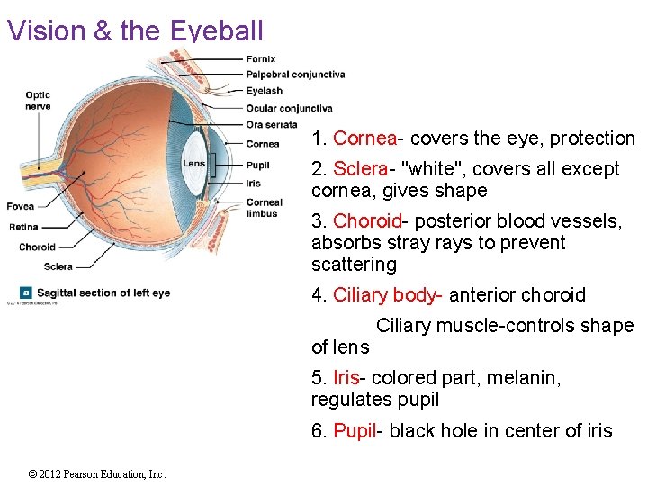 Vision & the Eyeball 1. Cornea- covers the eye, protection 2. Sclera- "white", covers Vision & the Eyeball 1. Cornea- covers the eye, protection 2. Sclera- "white", covers
