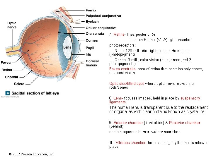 7. Retina- lines posterior ¾ contain Retinal (Vit A)-light absorber photoreceptors: Rods- 120 mill. 7. Retina- lines posterior ¾ contain Retinal (Vit A)-light absorber photoreceptors: Rods- 120 mill.
