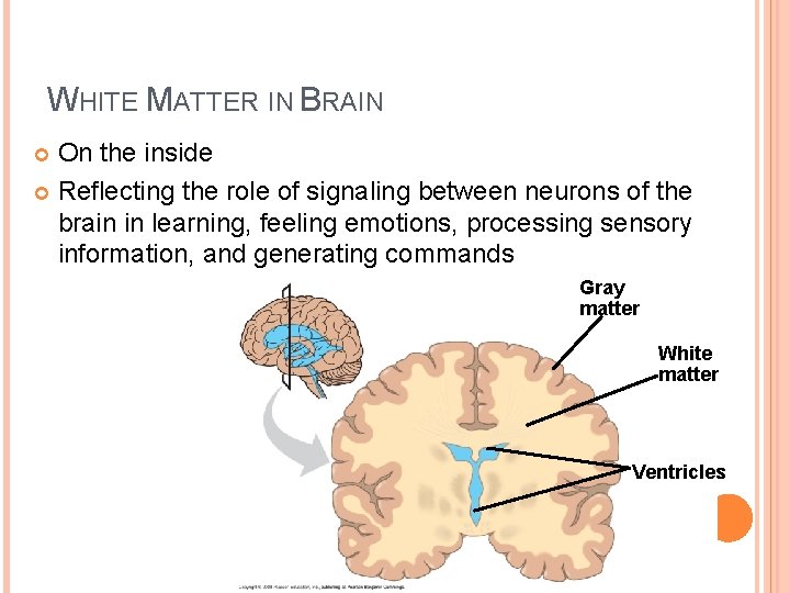 WHITE MATTER IN BRAIN On the inside Reflecting the role of signaling between neurons