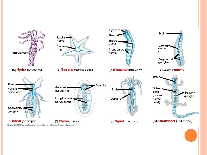 Eyespot Brain Radial nerve Nerve cords Nerve ring Transverse nerve Nerve net Brain Ventral