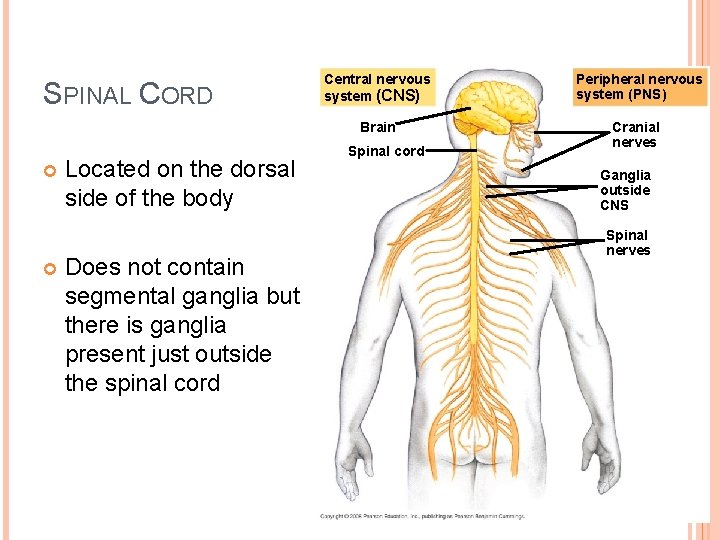 SPINAL CORD Located on the dorsal side of the body Does not contain segmental