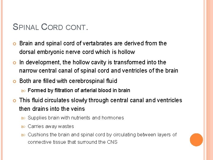 SPINAL CORD CONT. Brain and spinal cord of vertabrates are derived from the dorsal