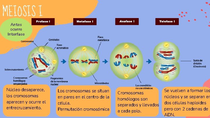 MEIOSIS I Antes ocurre Interfase Núcleo desaparece, los cromosomas aparecen y ocurre el entrecruzamiento.
