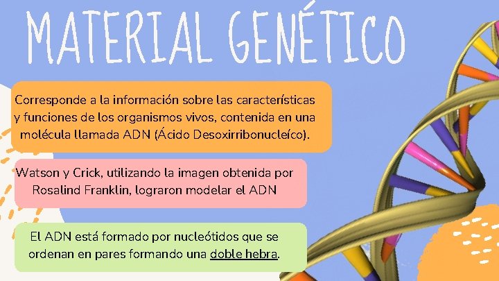 MATERIAL GENÉTICO Corresponde a la información sobre las características y funciones de los organismos