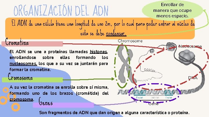 ORGANIZACIÓN DEL ADN Enrollar de manera que ocupe menos espacio. El ADN de una