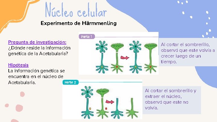 Núcleo celular Experimento de Härmmenling Pregunta de investigación: ¿Dónde reside la información genética de