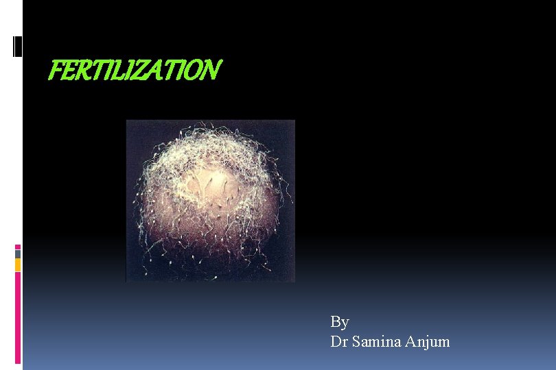 FERTILIZATION By Dr Samina Anjum 