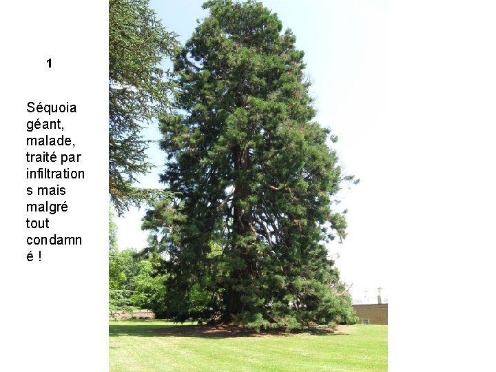 1 Séquoia géant, malade, traité par infiltration s mais malgré tout condamn é! 
