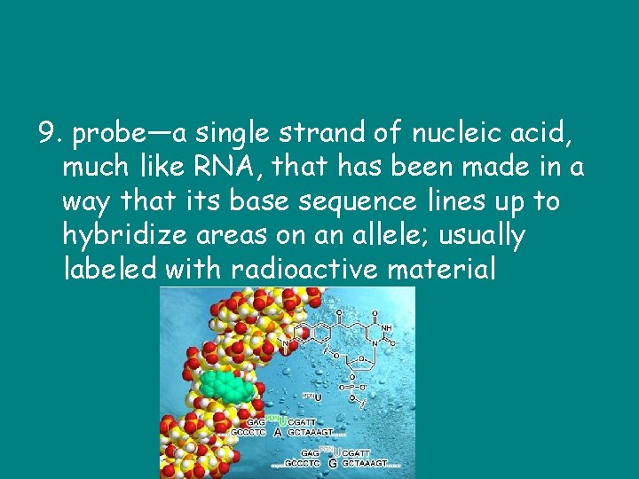 9. probe—a single strand of nucleic acid, much like RNA, that has been made