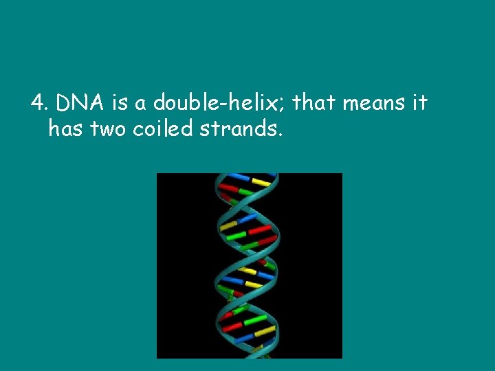 4. DNA is a double-helix; that means it has two coiled strands. 