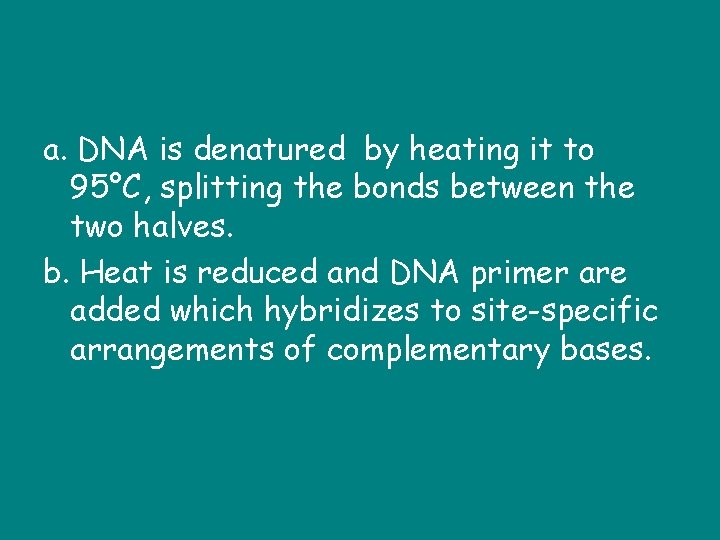 a. DNA is denatured by heating it to 95°C, splitting the bonds between the