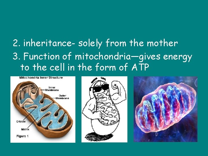 2. inheritance- solely from the mother 3. Function of mitochondria—gives energy to the cell