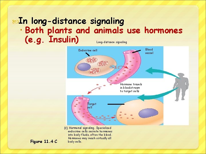  In long-distance signaling Both plants and animals use hormones (e. g. Insulin) Long-distance