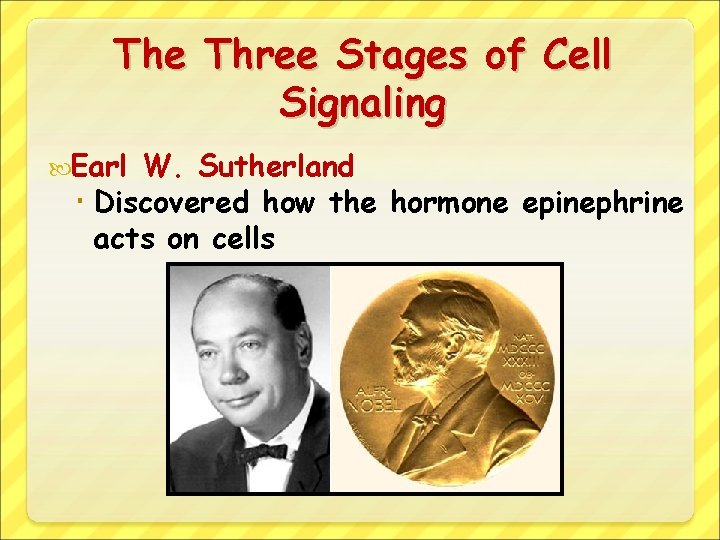 The Three Stages of Cell Signaling Earl W. Sutherland Discovered how the hormone epinephrine