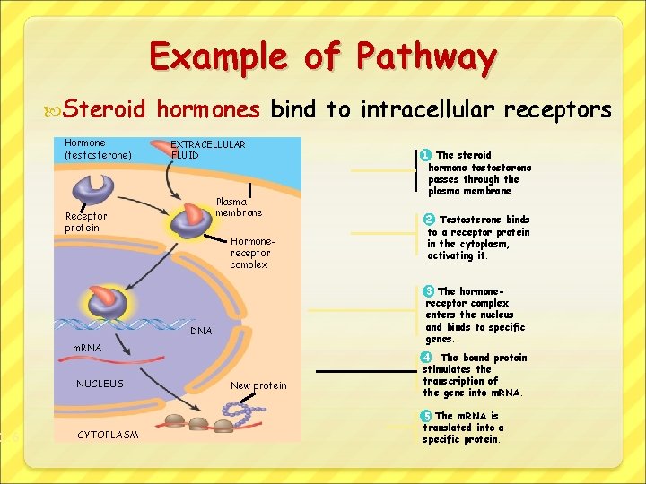 1. 6 Example of Pathway Steroid Hormone (testosterone) hormones bind to intracellular receptors EXTRACELLULAR