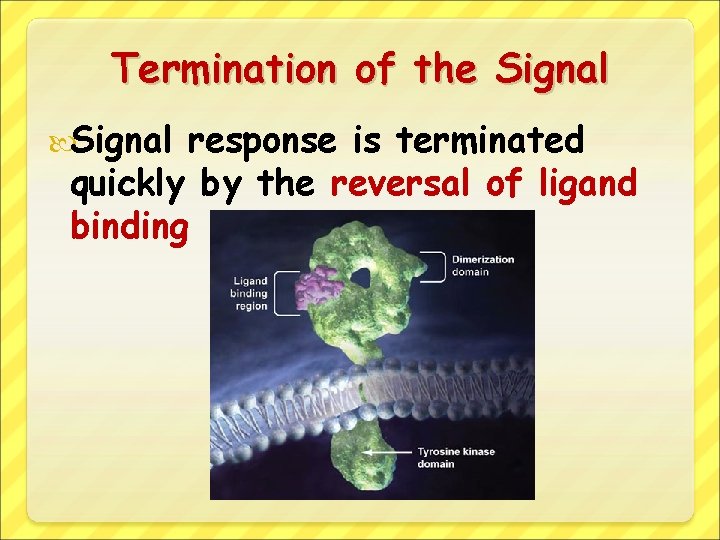 Termination of the Signal response is terminated quickly by the reversal of ligand binding