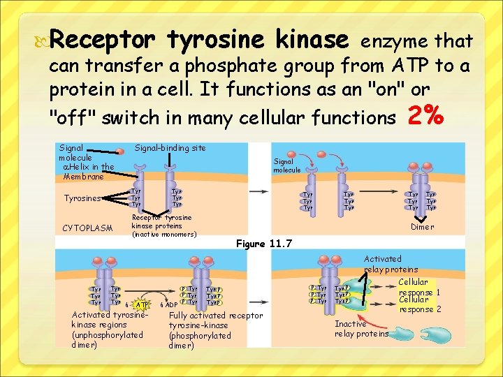  Receptor tyrosine kinase enzyme that can transfer a phosphate group from ATP to