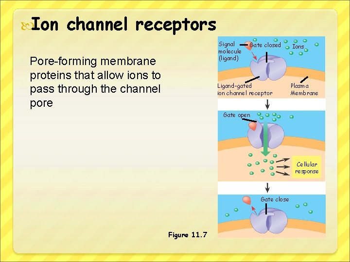  Ion channel receptors Signal molecule (ligand) Pore-forming membrane proteins that allow ions to