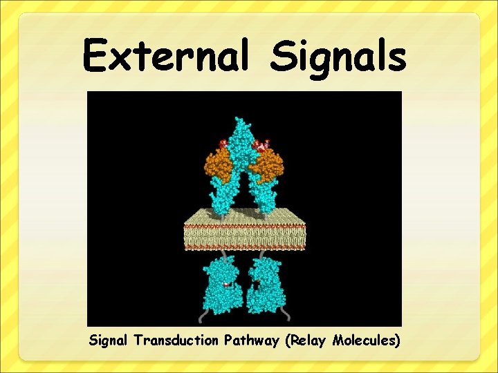 External Signals Signal Transduction Pathway (Relay Molecules) 