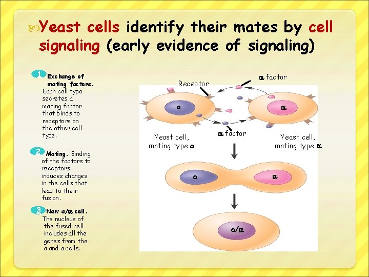  Yeast cells identify their mates by cell signaling (early evidence of signaling) 1