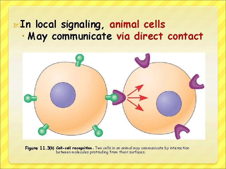  In local signaling, animal cells May communicate via direct contact Figure 11. 3(b)