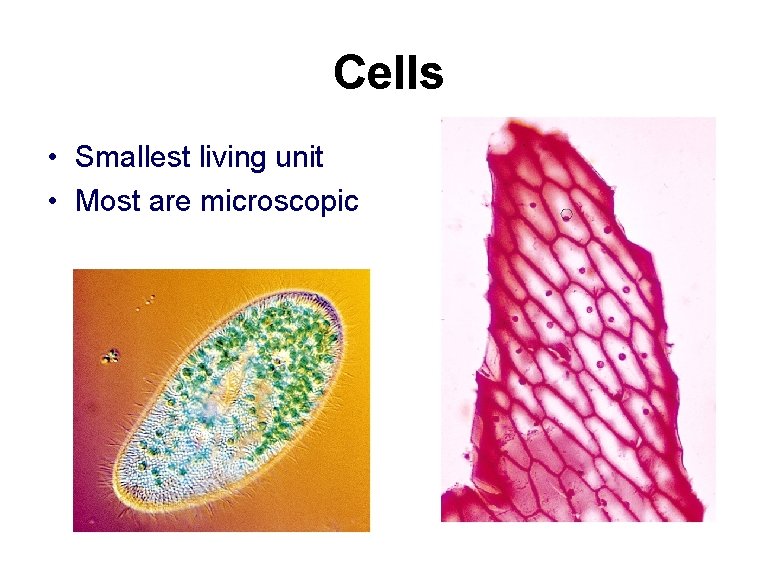 Cells • Smallest living unit • Most are microscopic 