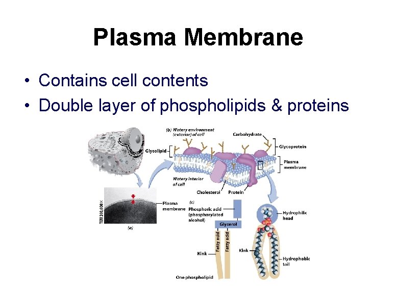 Plasma Membrane • Contains cell contents • Double layer of phospholipids & proteins 