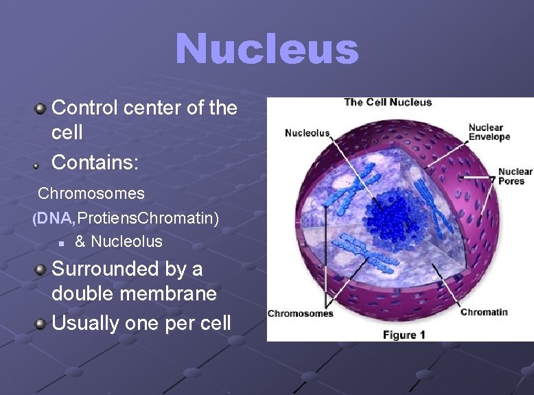 Nucleus Control center of the cell Contains: Chromosomes (DNA, Protiens. Chromatin) n & Nucleolus