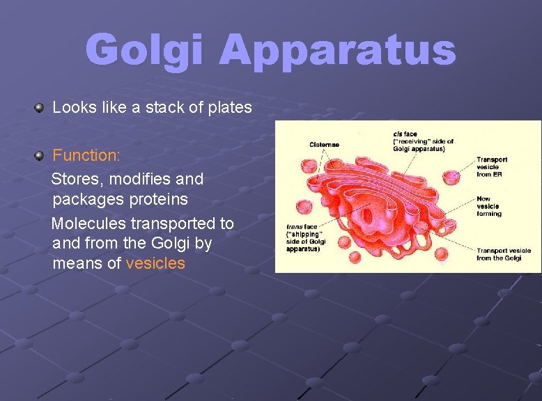 Golgi Apparatus Looks like a stack of plates Function: Stores, modifies and packages proteins