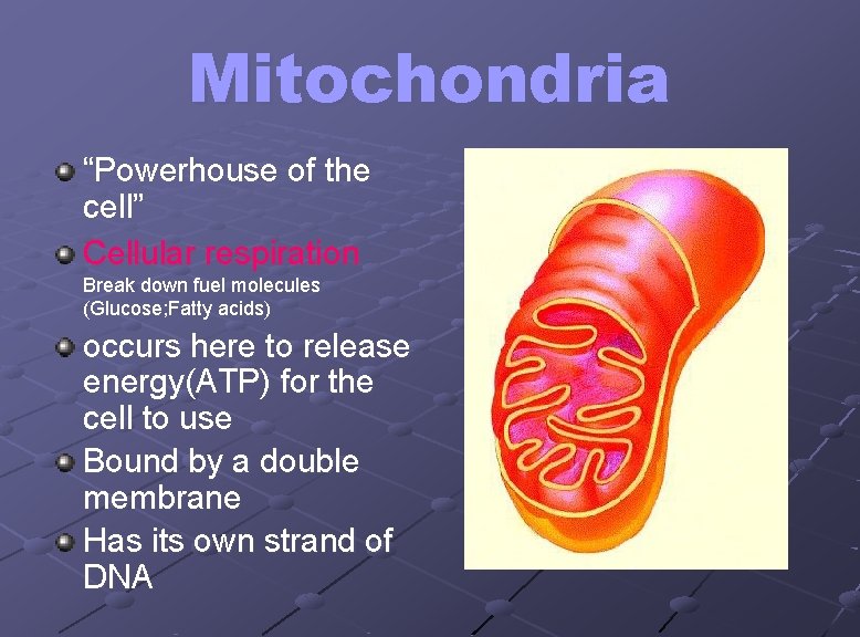 Mitochondria “Powerhouse of the cell” Cellular respiration Break down fuel molecules (Glucose; Fatty acids)