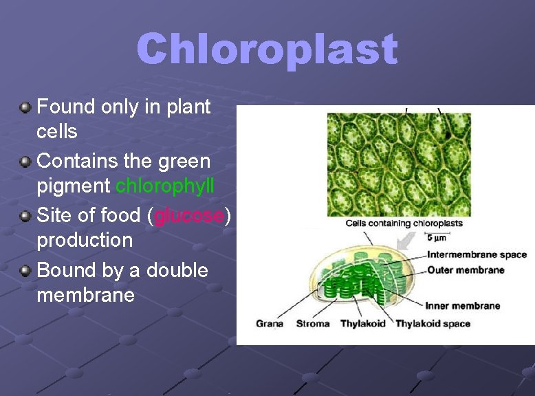 Chloroplast Found only in plant cells Contains the green pigment chlorophyll Site of food