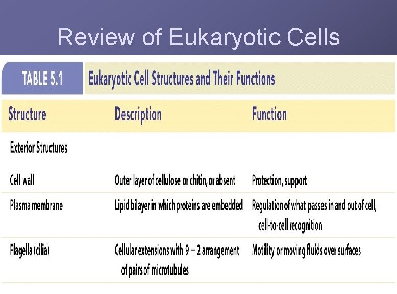 Review of Eukaryotic Cells 