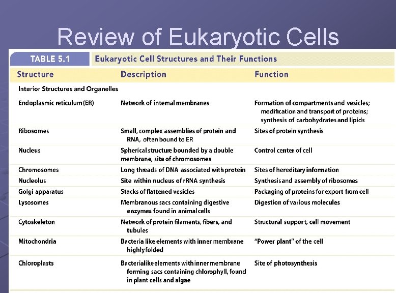 Review of Eukaryotic Cells 