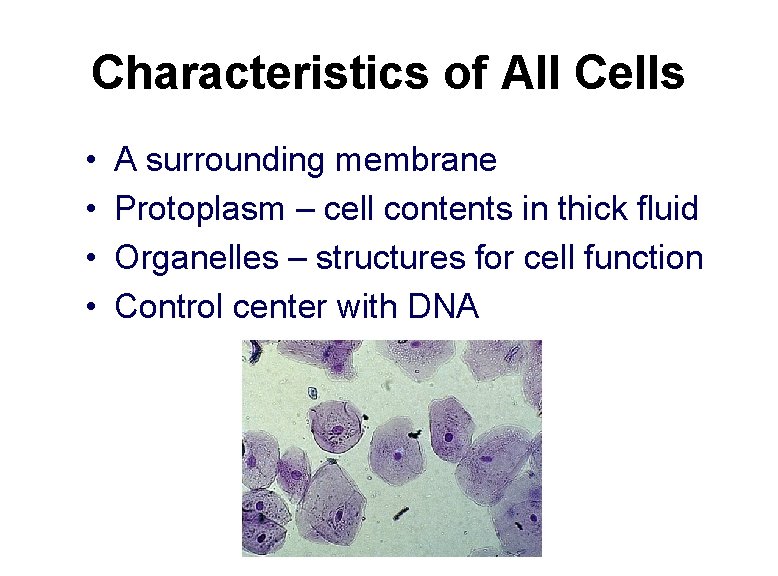 Characteristics of All Cells • • A surrounding membrane Protoplasm – cell contents in