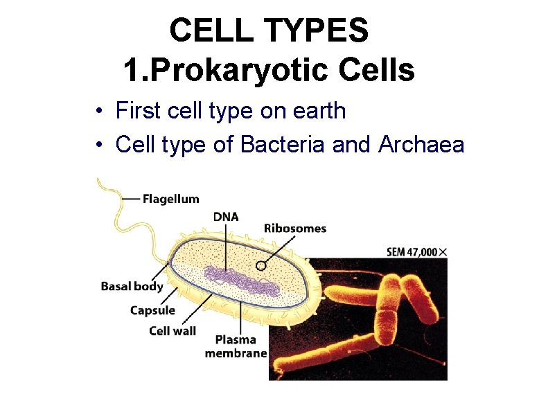 CELL TYPES 1. Prokaryotic Cells • First cell type on earth • Cell type