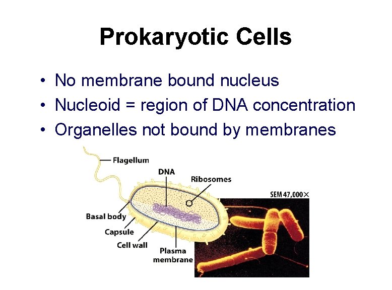 Prokaryotic Cells • No membrane bound nucleus • Nucleoid = region of DNA concentration