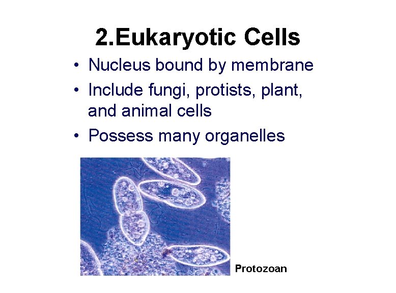 2. Eukaryotic Cells • Nucleus bound by membrane • Include fungi, protists, plant, and