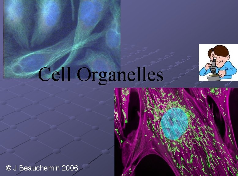 Cell Organelles © J Beauchemin 2006 