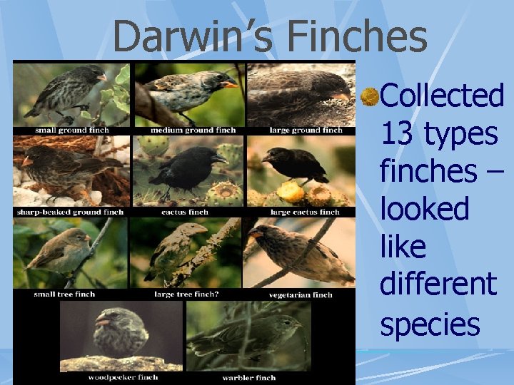 Darwin’s Finches Collected 13 types finches – looked like different species 