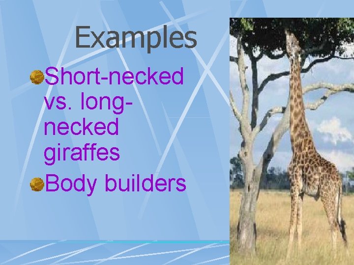 Examples Short-necked vs. longnecked giraffes Body builders 