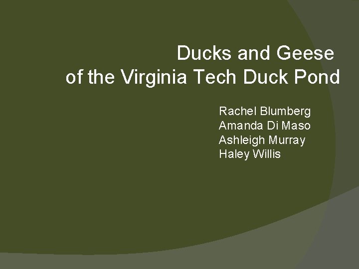 Ducks and Geese of the Virginia Tech Duck Pond Rachel Blumberg Amanda Di Maso