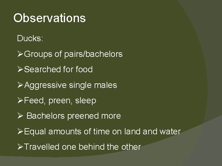 Observations Ducks: ØGroups of pairs/bachelors ØSearched for food ØAggressive single males ØFeed, preen, sleep