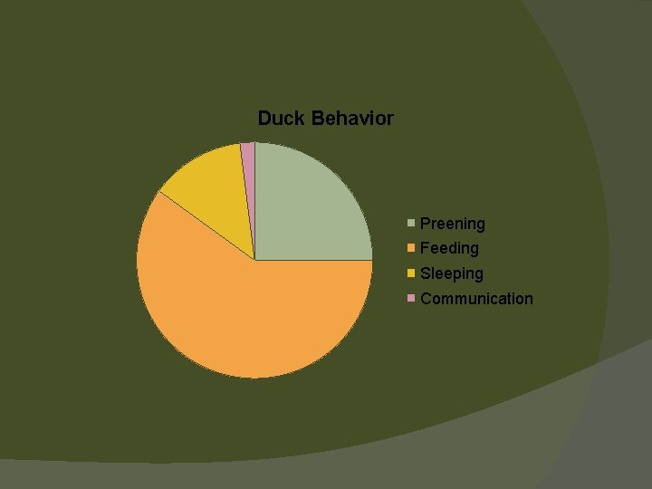 Duck Behavior Preening Feeding Sleeping Communication 